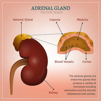In Chinese medicine adrenal fatigue is depletion of kidney energy and in some cases kidney essence.
